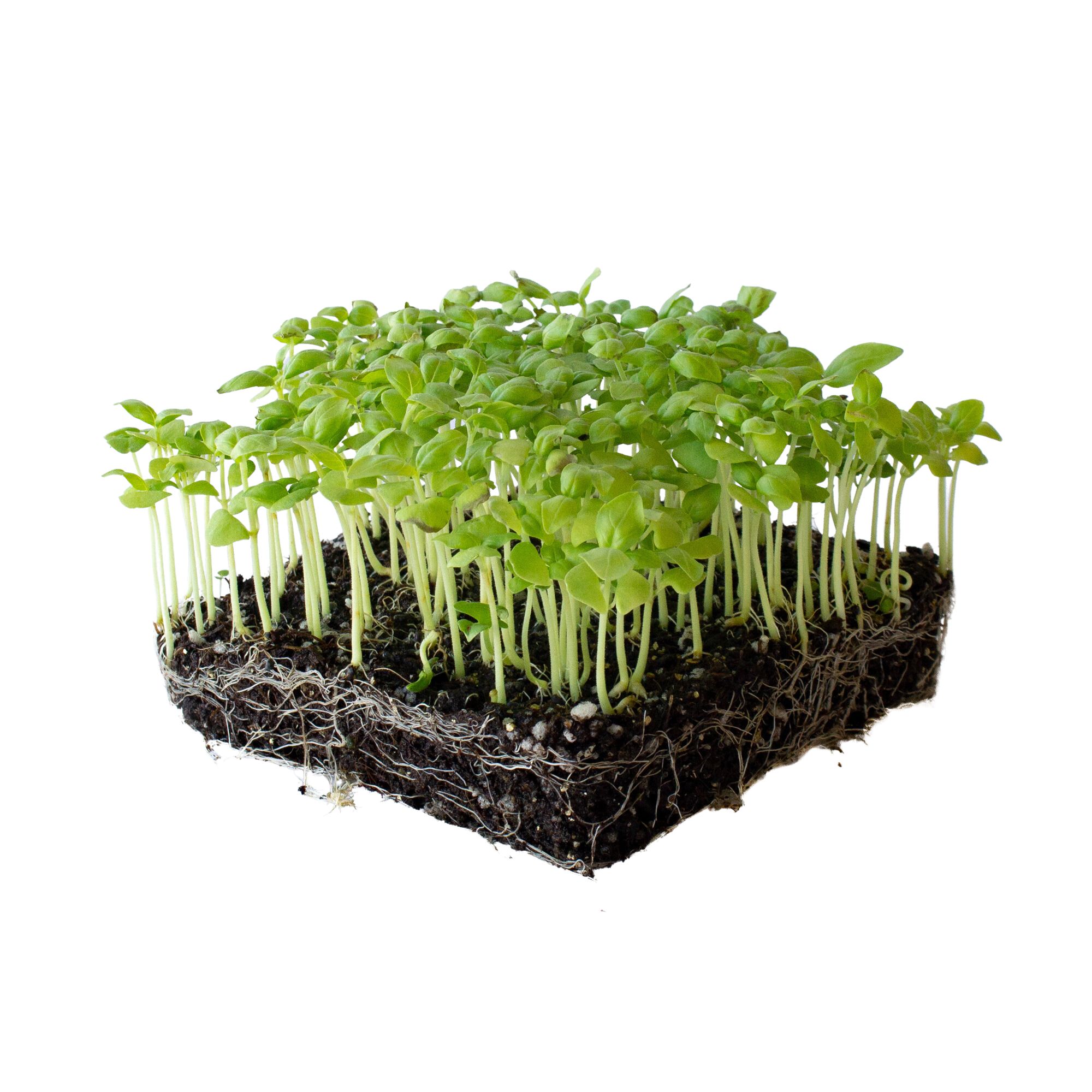 Organic Sweet Basil - 1 Oz ~19,000 Seeds - Non-GMO - Herb Garden - Buy Non-GMO Ocimum basilicum Farm & Gardening Seeds Online